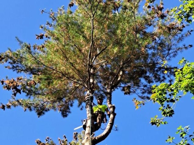 Duffy's Tree Service arborist climbing a pine tree